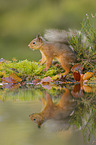 Eurasian red squirrel