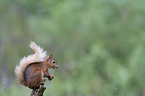 Eurasian red squirrel