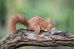 Eurasian red squirrel