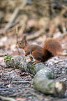 Eurasian red squirrel