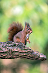 Eurasian red squirrel