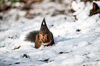 Eurasian red squirrel