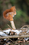 Eurasian red squirrel