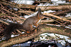 Eurasian red squirrel
