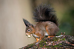 Eurasian red squirrel