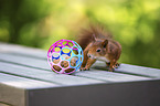 Eurasian Red Squirrel