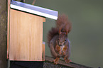 Eurasian red squirrel