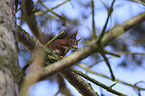 Eurasian red squirrel