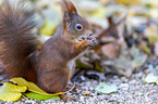 Eurasian red squirrel