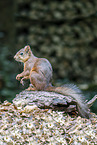 Eurasian red squirrel