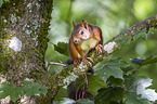 Eurasian red squirrel