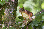 Eurasian red squirrel