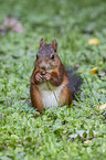 Eurasian red squirrel