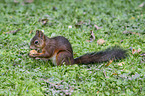 Eurasian red squirrel