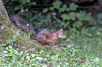 Eurasian red squirrel