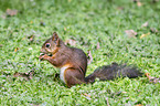 Eurasian red squirrel