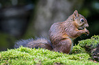 Eurasian red squirrel