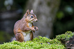 Eurasian red squirrel