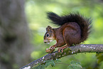 Eurasian red squirre