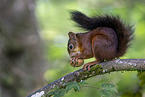 Eurasian red squirre