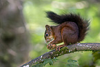 Eurasian red squirre