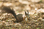 Eurasian red squirrel