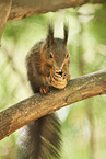 Eurasian red squirrel