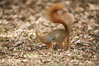 Eurasian red squirrel