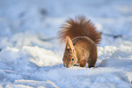 Eurasian red squirrel