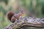 Eurasian red squirrel