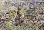 Eurasian red squirrel