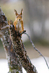 Eurasian red squirrel