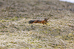 Eurasian red squirrel