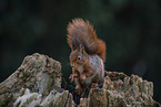 Eurasian red squirrel