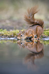 Eurasian red squirrel