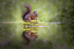 European Squirrel
