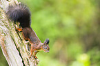 european squirrel