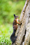 european squirrel