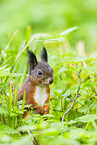 european squirrel