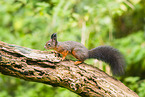 european squirrel