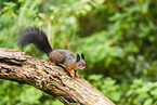 european squirrel