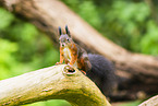 european squirrel