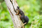 european squirrel