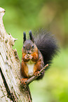european squirrel