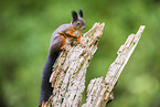 european squirrel