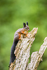 european squirrel
