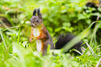 european squirrel