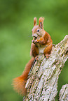 european squirrel