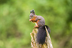 european squirrel