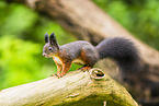 european squirrel